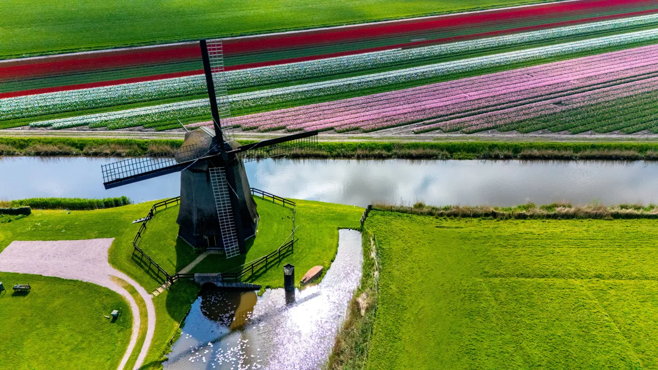 Die Tulpenspekulation vor 400 Jahren erinnert an die KI-Blase