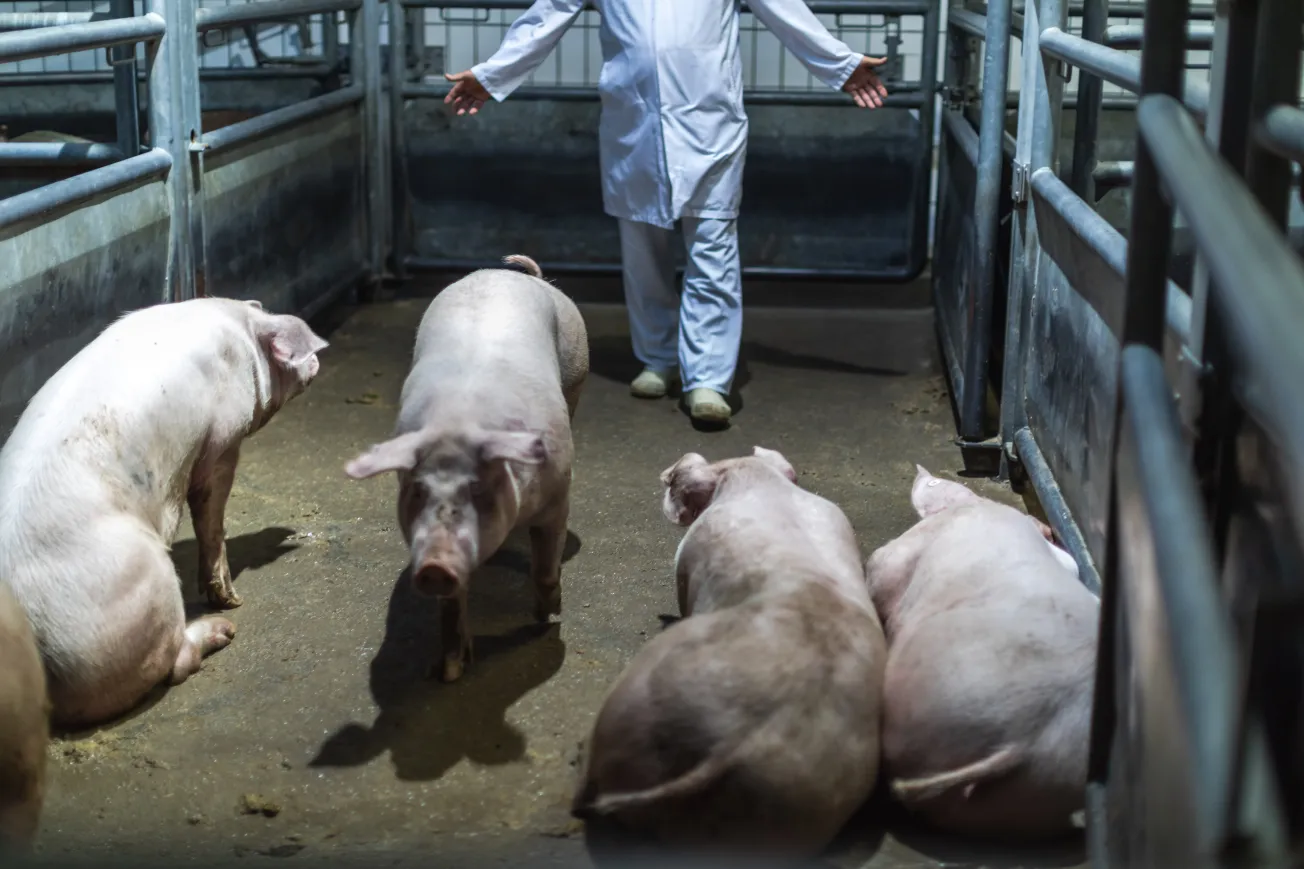 In der Fleischindustrie sind Arbeiter und Arbeit unsichtbar