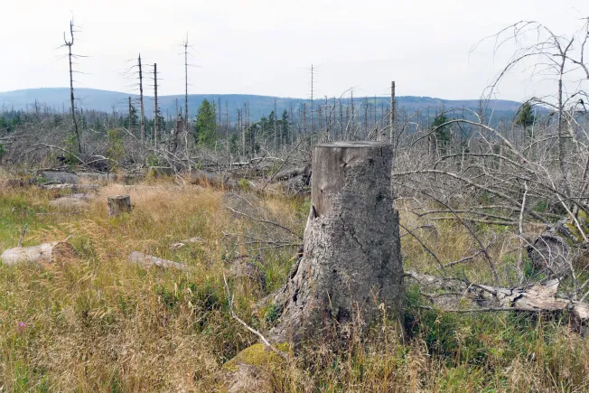 »Wir brauchen grünen Wirtschaftspopulismus«